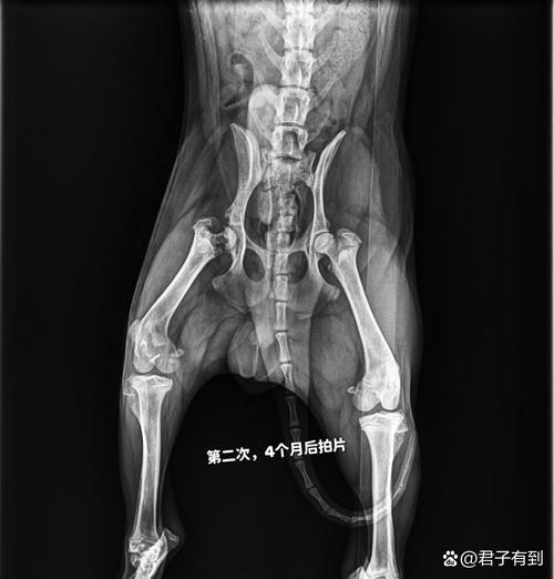 犬髋关节正常与发育不良X光对比图