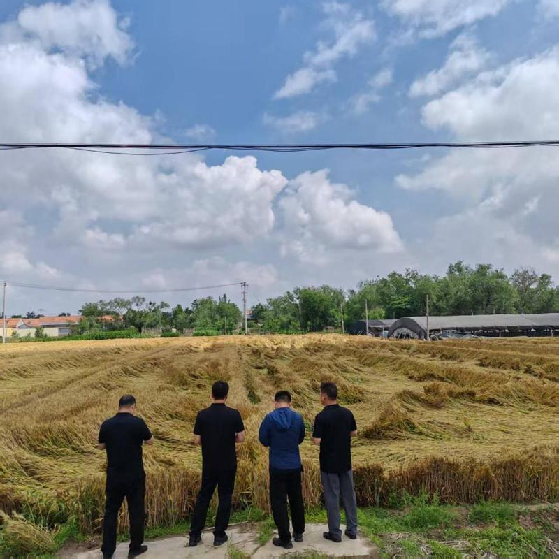 种植险查勘员田间实地测量倒伏小麦受灾面积