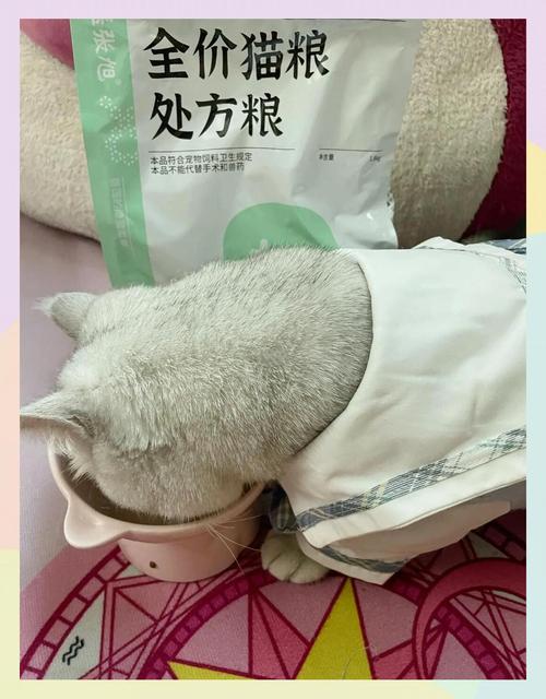 宠物医院兽医给猫咪开泌尿系统处方粮场景