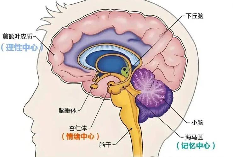 压力状态下儿童大脑海马体和杏仁核活动图
