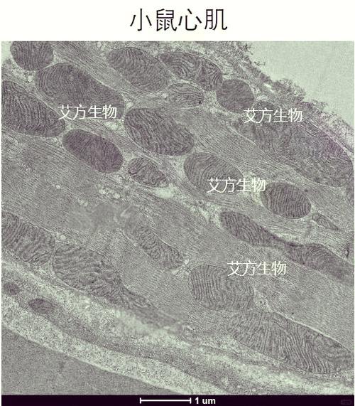 鲍鱼壳珍珠层文石晶片砖墙结构扫描电镜图