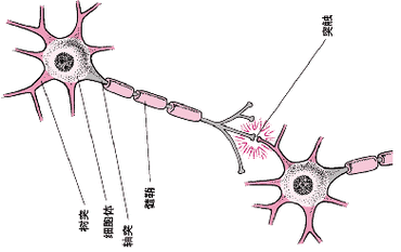 人工神经元突触连接结构示意图