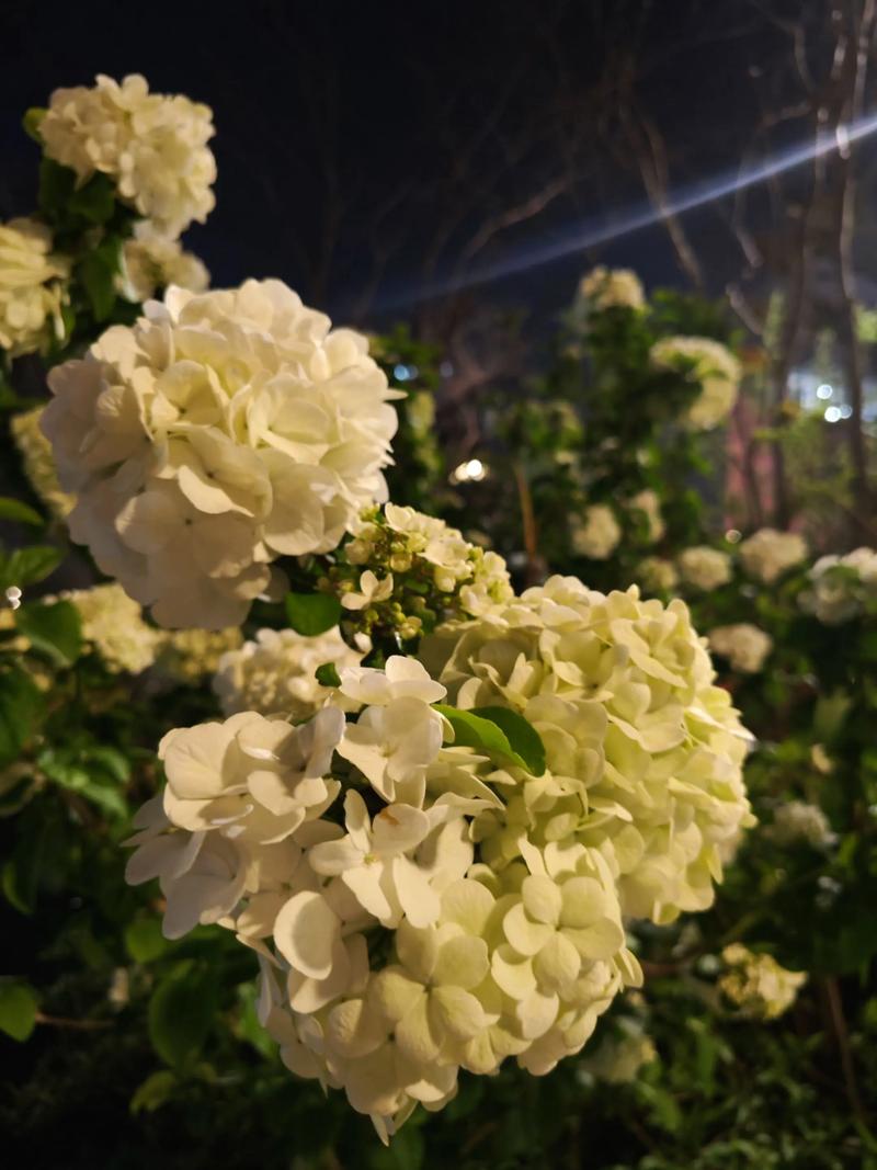 缙云山书店绣球花