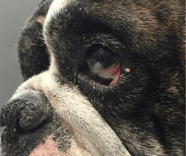 犬瘟热早期鼻镜干裂带黄褐色分泌物实拍