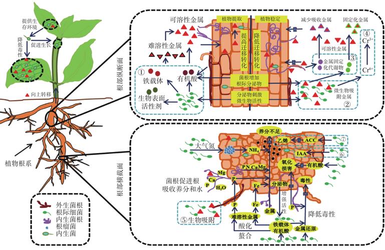 向日葵修复重金属污染土壤过程示意图