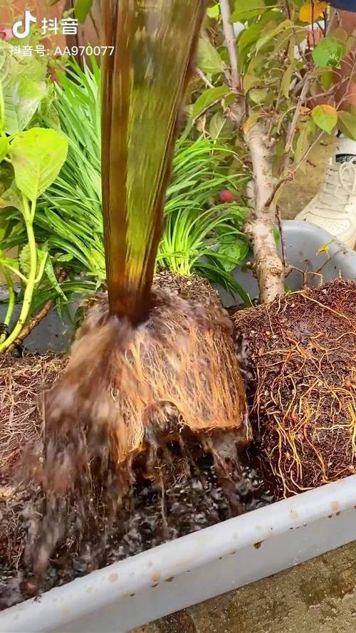 浇水,九成的绿植都是被淹死的