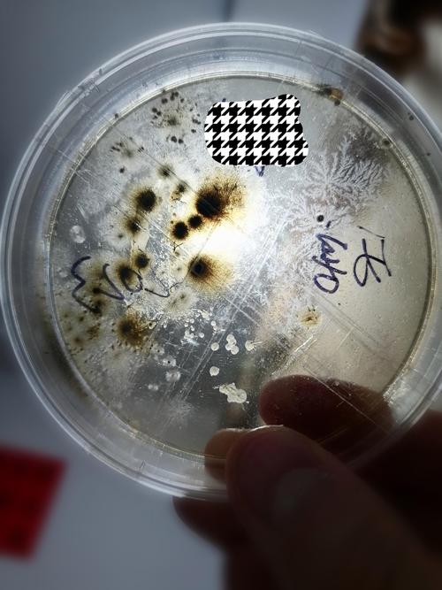 生物工程改造食用酵母培养皿