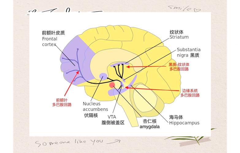 多巴胺分子结构图与短视频奖励回路脑示意图