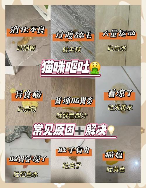 猫咪呕吐与咳嗽动作区分示意图