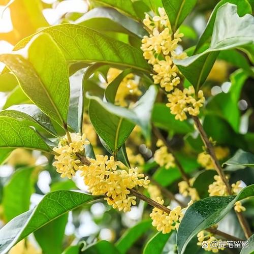 老祖宗的桂花情结，其实挺疯的
