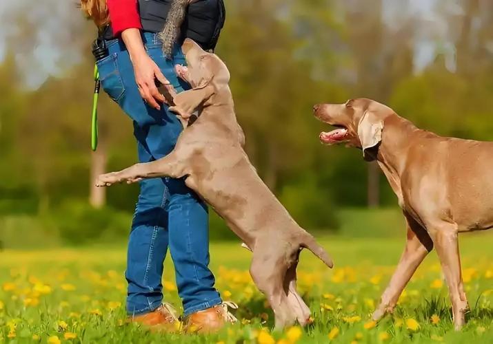 拉布拉多犬扑人时兴奋的表情特写