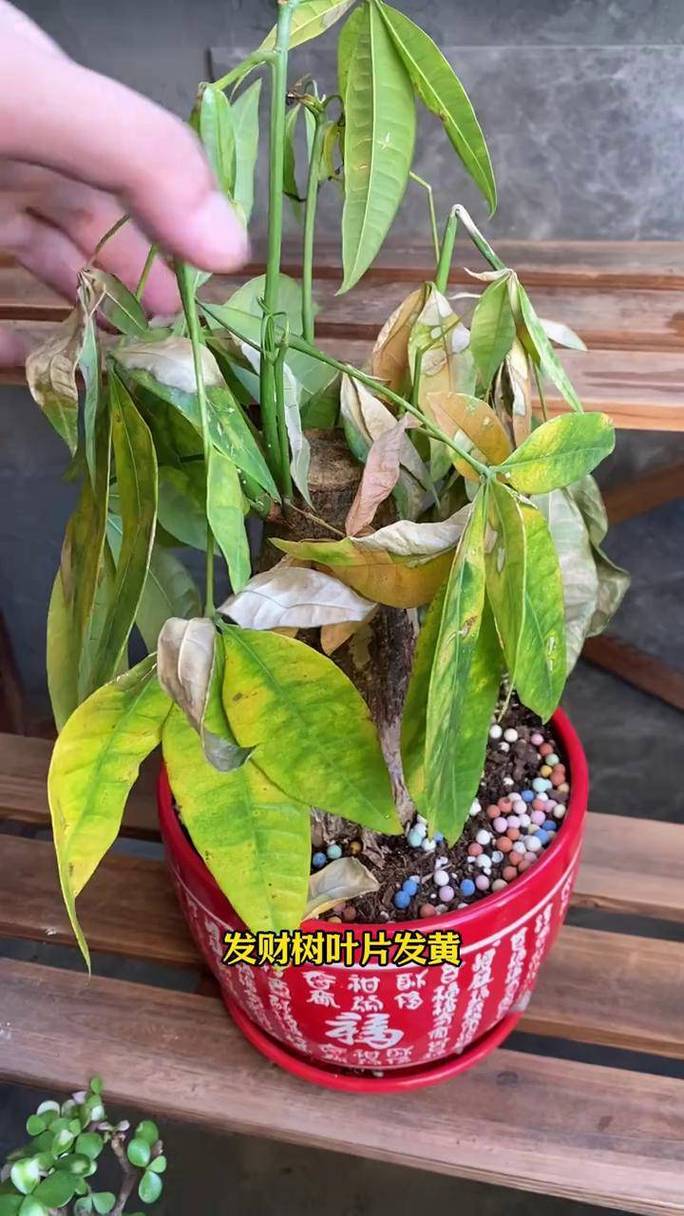 哪些“懒人植物”是骗人的？