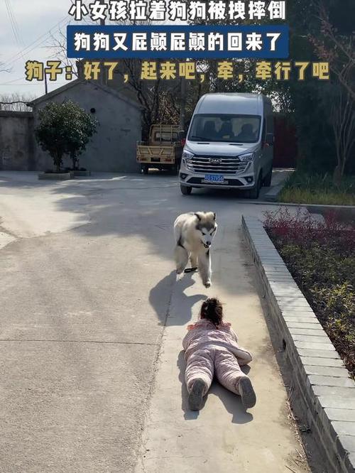 主人遛狗被爆冲金毛拉倒实拍场景