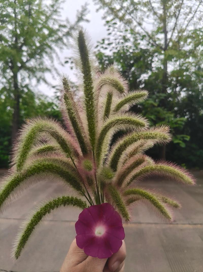 口袋里的小青草香