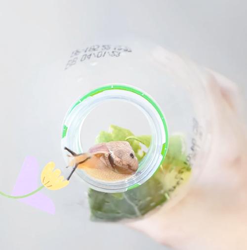 矿泉水瓶改造的儿童蜗牛观察盒实拍