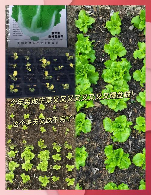 小学教室班级植物角种的成熟生菜