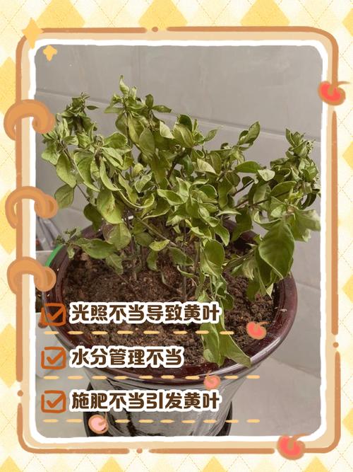 黄叶别上来就施肥！90%的黄叶都是这俩原因
