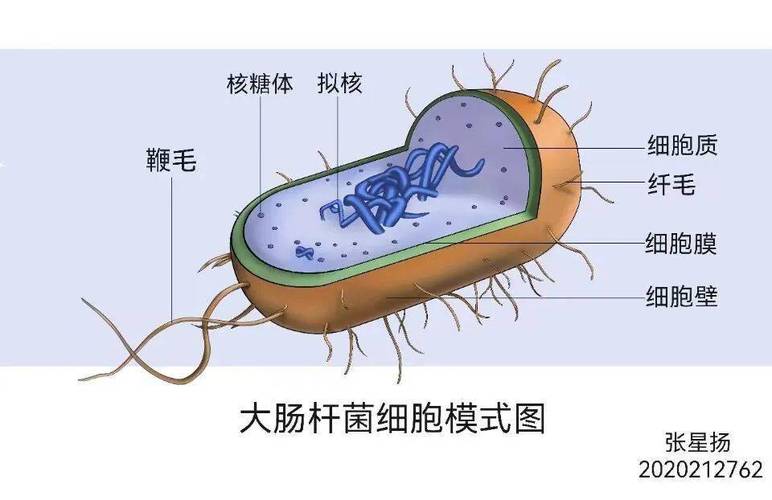 宠物益生菌活性菌层结构显微示意图