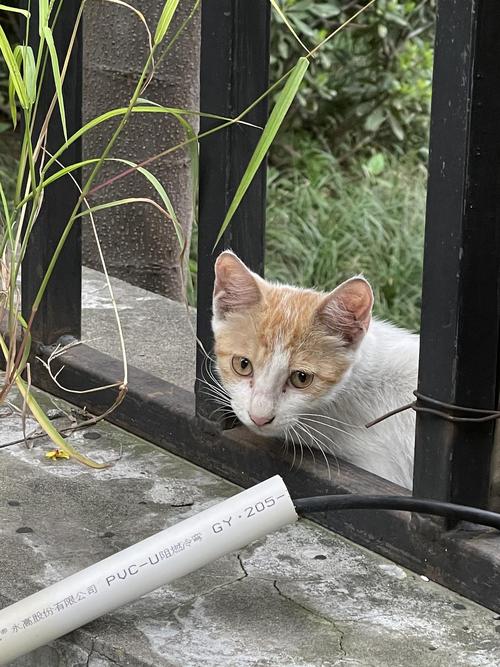 刚到家的奶猫在开放式宠物围栏里探头观察环境