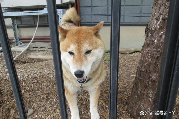 柴犬对着入户门吠叫日常场景图