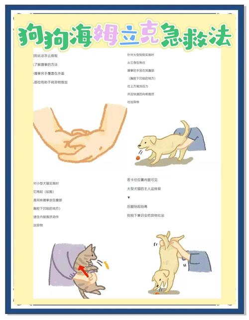 犬猫异物梗阻居家应急操作正误对比手绘