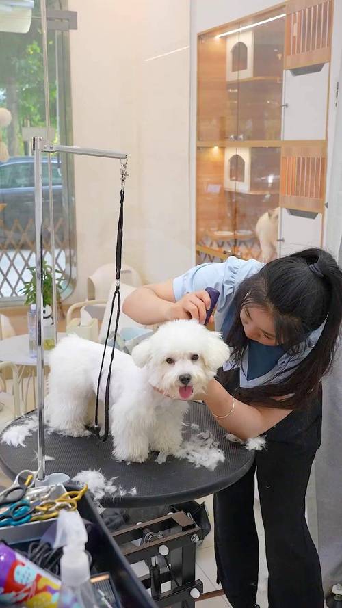 县城宠物店店主手机拍短视频日常