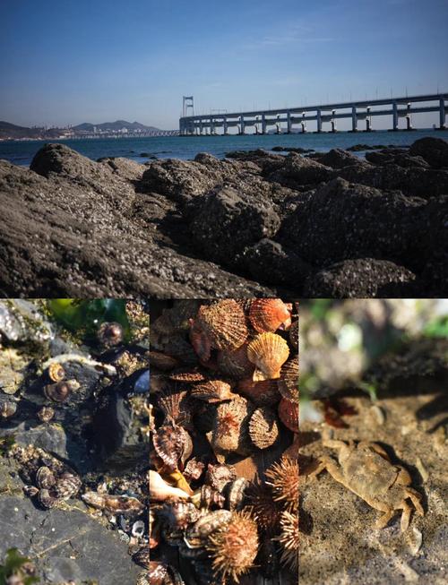 大连黑石礁早市卖海胆的大爷