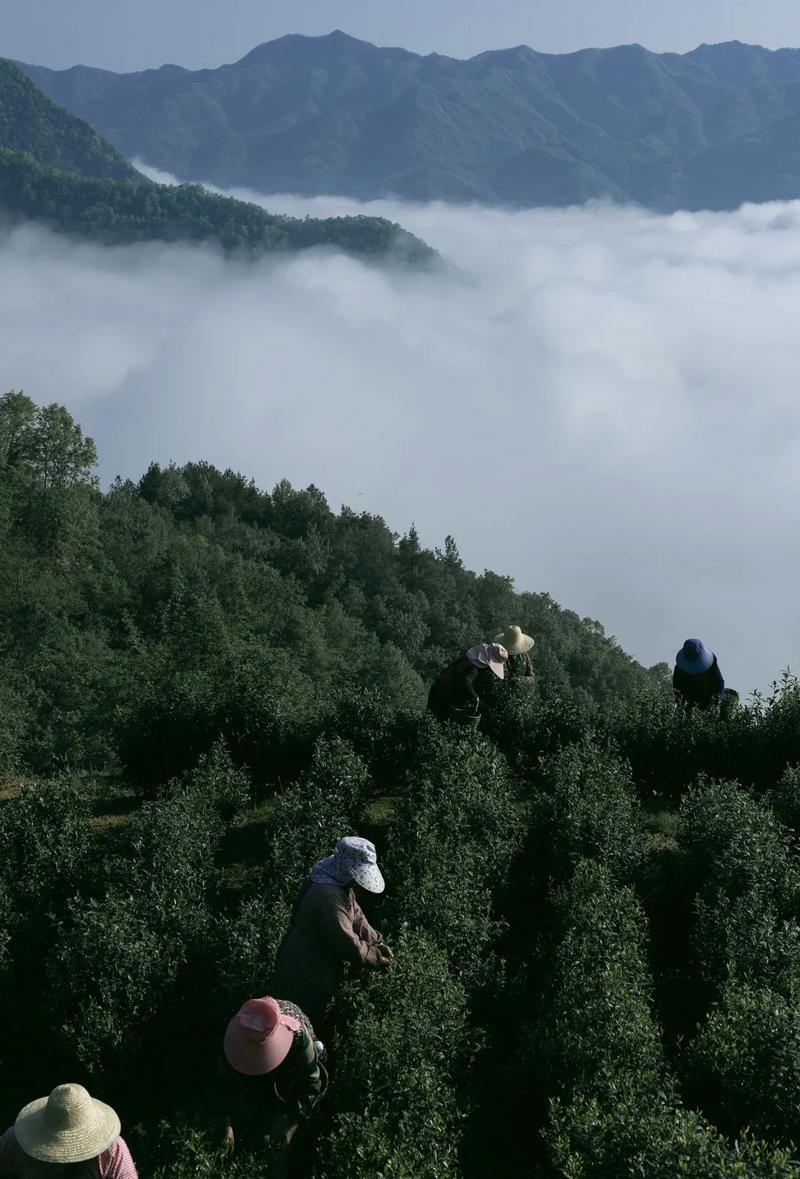 南漳荆山高山云雾茶场景观