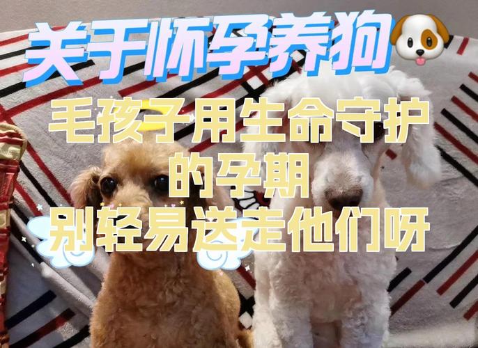 被强行送走的毛孩子，才是孕期最亏的那笔账
