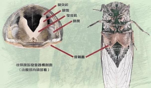 蝉鸣：夏日的声之哲学-因为所以