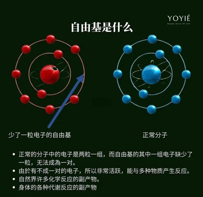 三、周末公园里的“自由离子”和“守护离子”