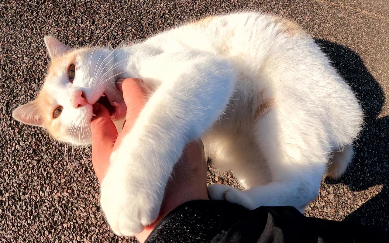 奶猫扑抓人类手部玩耍场景图