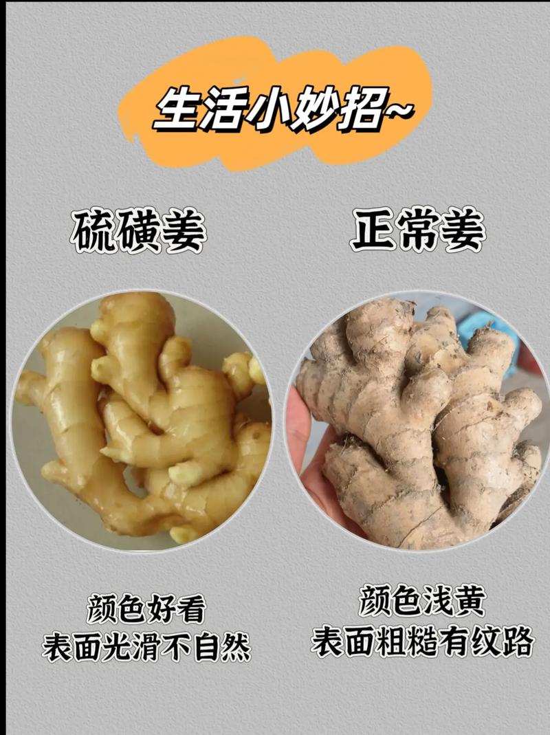 带泥土的有机生姜与硫磺熏过的白姜对比