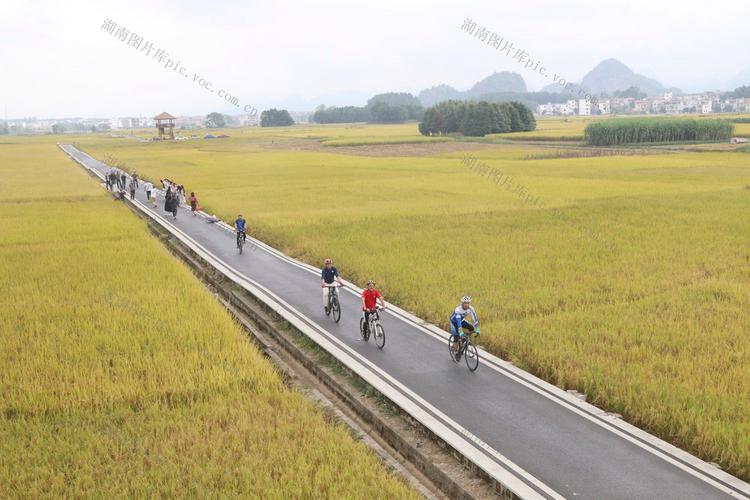 平原乡村稻田旁骑行柏油路线实拍
