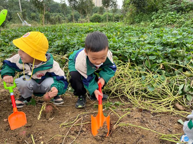 孩子们高兴地在菜地挖红薯