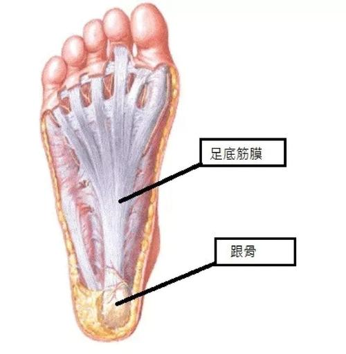 人体足部皮肤分层结构示意图