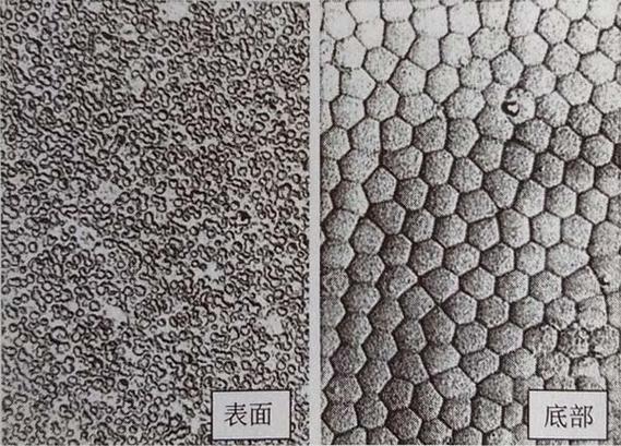 阳极氧化后铝件截面显微镜膜层形貌