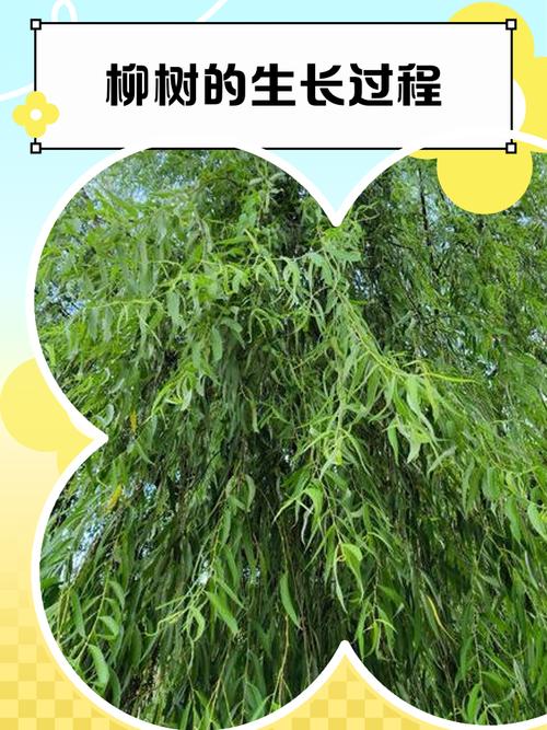 小学生蹲在小区楼下观察刚抽芽的柳树枝条