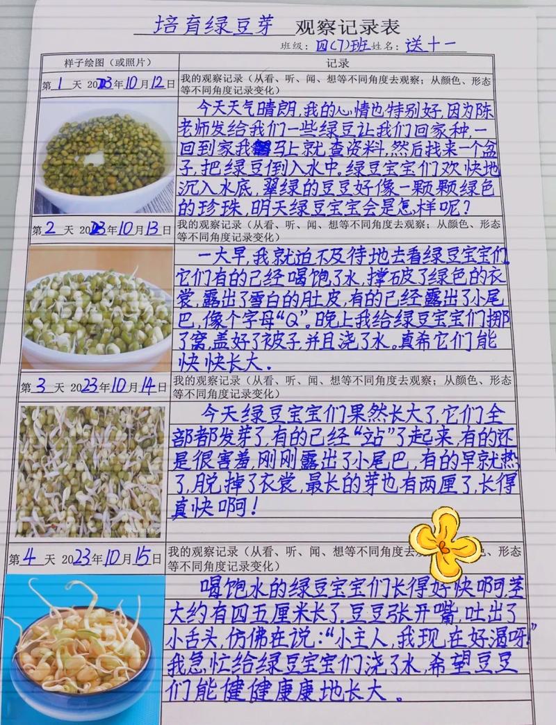 小学生绿豆发芽实验手写记录实拍