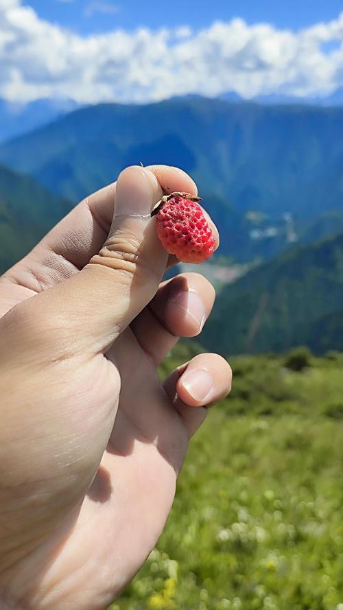 能攥在手里的山野乐趣