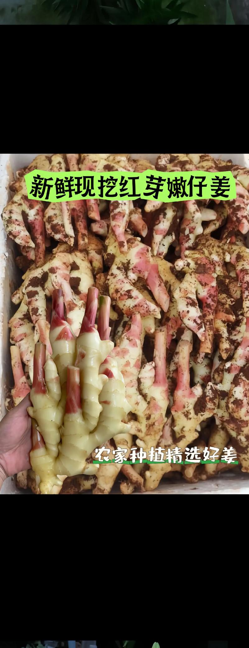 堆放在竹篮里的嫩姜,表皮光滑,芽尖粉红