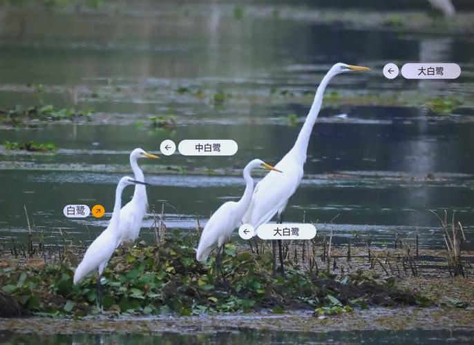 白鹭的文化形象,也是半真半假
