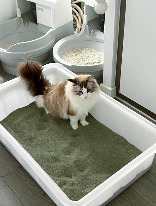 阳台角落米白色大号猫砂盆橘猫