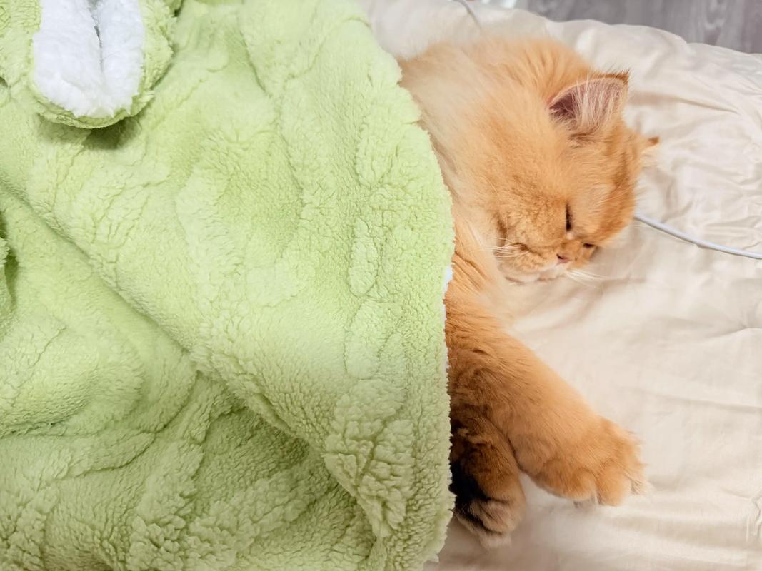 猫咪窝在铲屎官脚边打盹日常照