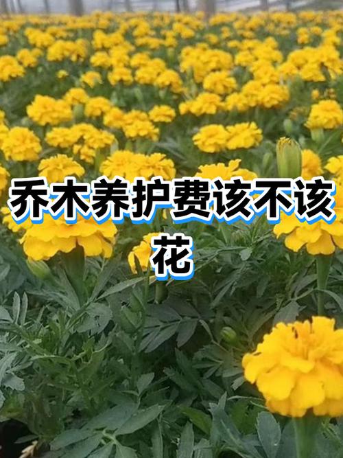 别乱保养,该花的花不该花的一分不掏