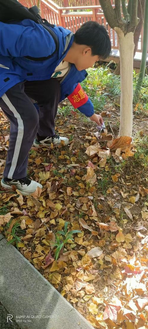 初中校园香樟落叶铺满地 学生蹲在树下捡叶子