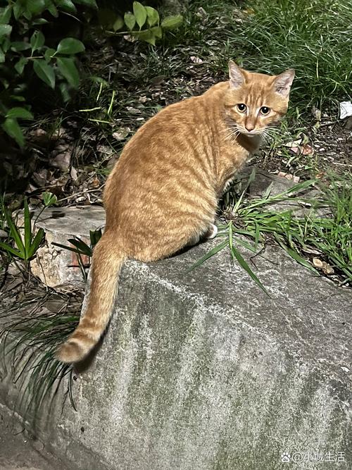 橘猫蹲在猫爬架中层踏板盯着窗外麻雀