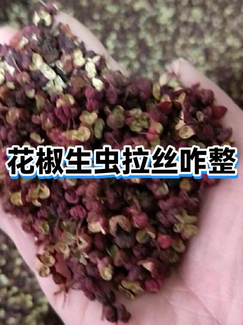 厨房台面开封后长虫的玻璃花椒罐