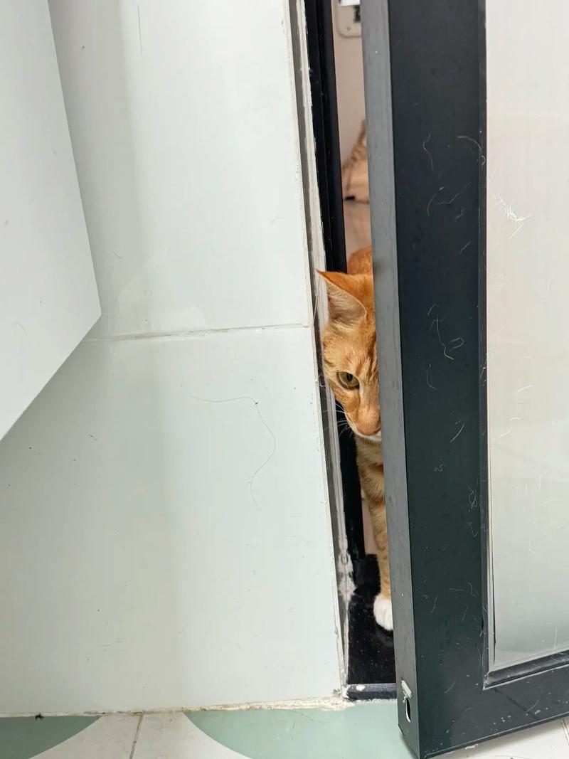 橘猫蹲厕所门口盯着主人实拍
