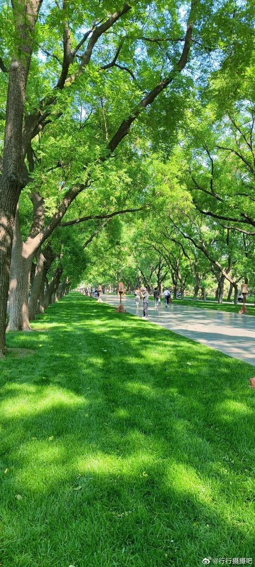 北京天坛公园古柏成荫步道